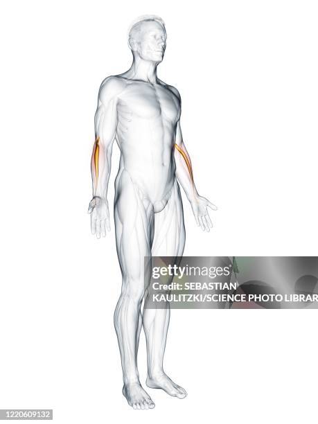 extensor carpi radialis longus muscle, illustration - extensor carpi radialis longus stock illustrations