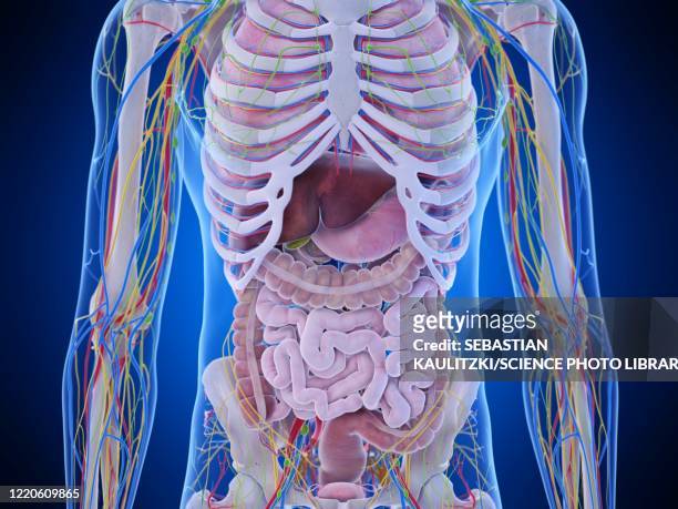 abdominal anatomy, illustration - smaller organ stock illustrations