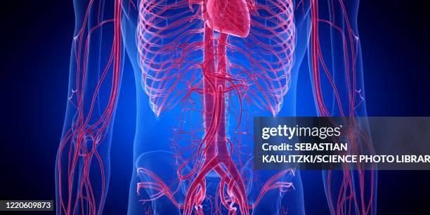 ilustrações de stock, clip art, desenhos animados e ícones de abdominal blood vessels, illustration - aorta