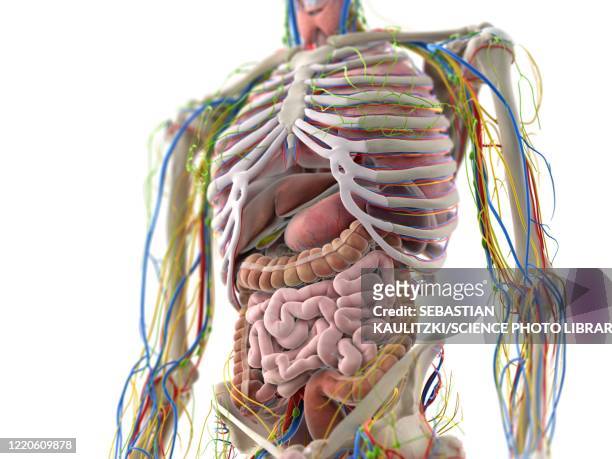 abdominal organs, illustration - vascular plants stock illustrations