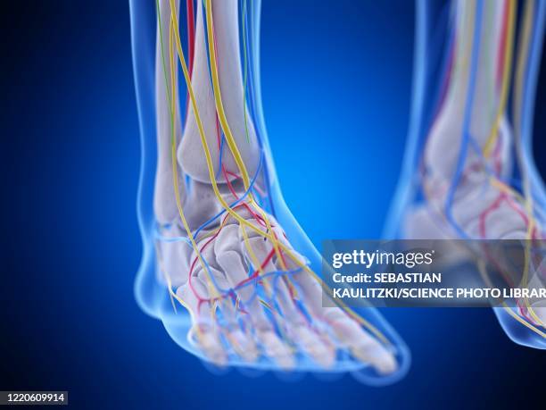 Toes Map Toes Anatomy Photos and Premium High Res Pictures - Getty Images