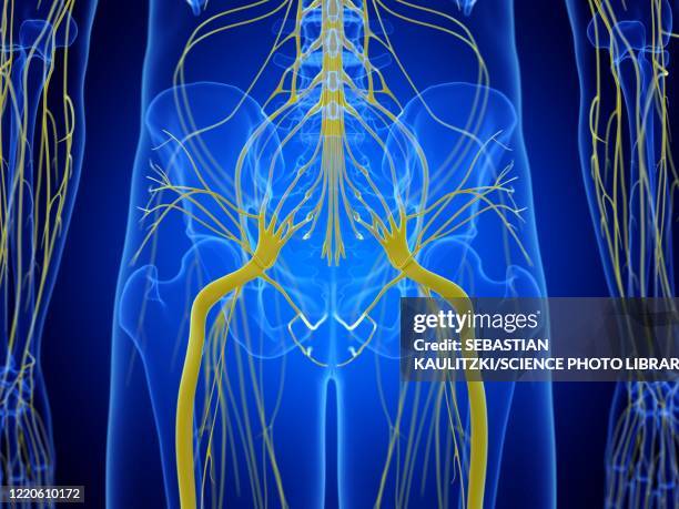 hip nerves, illustration - hip body part stock illustrations