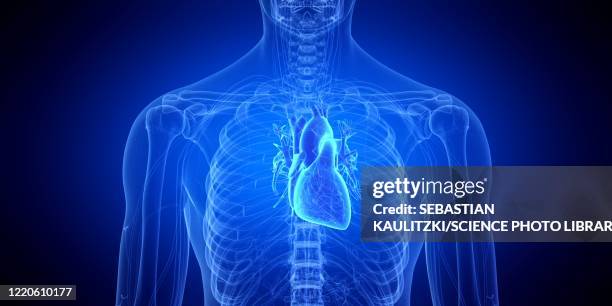 human heart, illustration - cardiovascular system stock illustrations stock illustrations