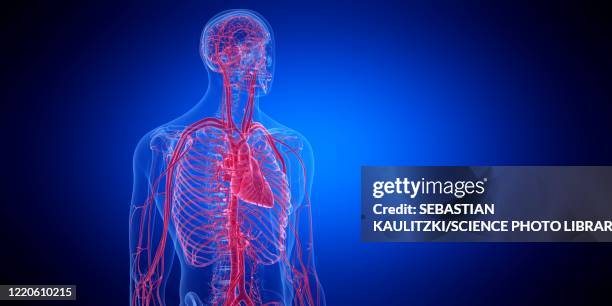 bildbanksillustrationer, clip art samt tecknat material och ikoner med human heart, illustration - blodkärl