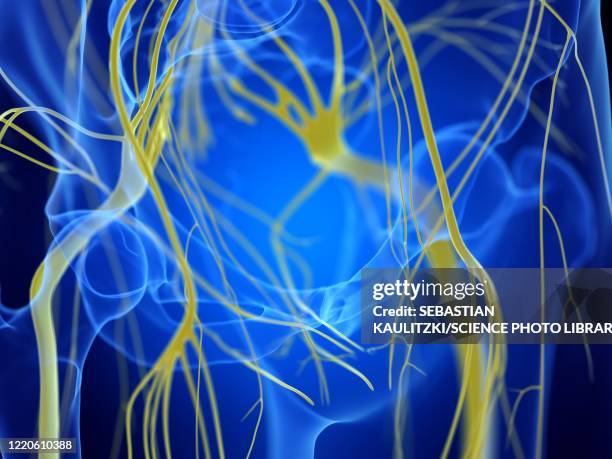 sciatic nerves, illustration - sciatic stock illustrations