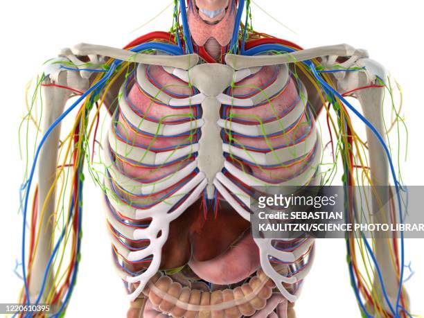 thorax anatomy, illustration - vascular plants stock illustrations