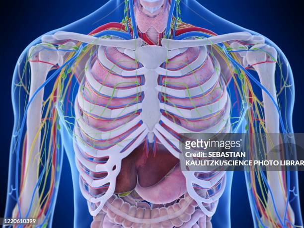 thorax anatomy, illustration - vascular plants stock illustrations