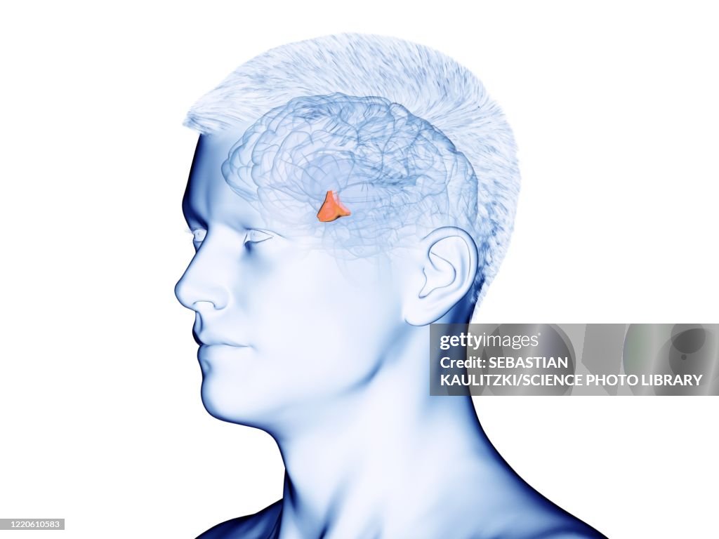 Hypothalamus, illustration