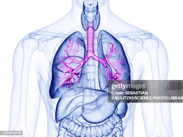 bronchi, illustration - 人体　cg点のイラスト素材／クリップアート素材／マンガ素材／アイコン素材