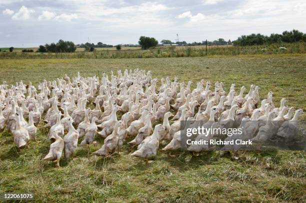 ducks - free range ducks stock pictures, royalty-free photos & images