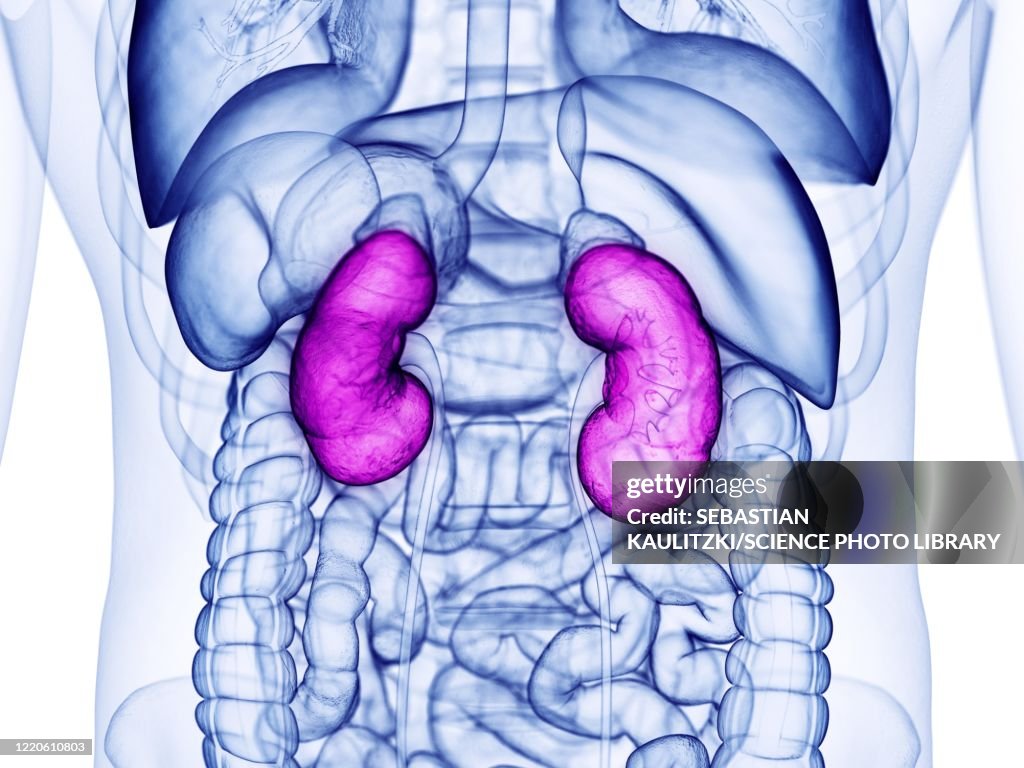 Human kidneys, illustration