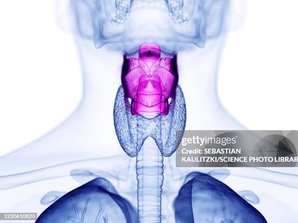 human larynx, illustration - larynx stock illustrations