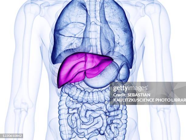 illustrazioni stock, clip art, cartoni animati e icone di tendenza di liver, illustration - human liver