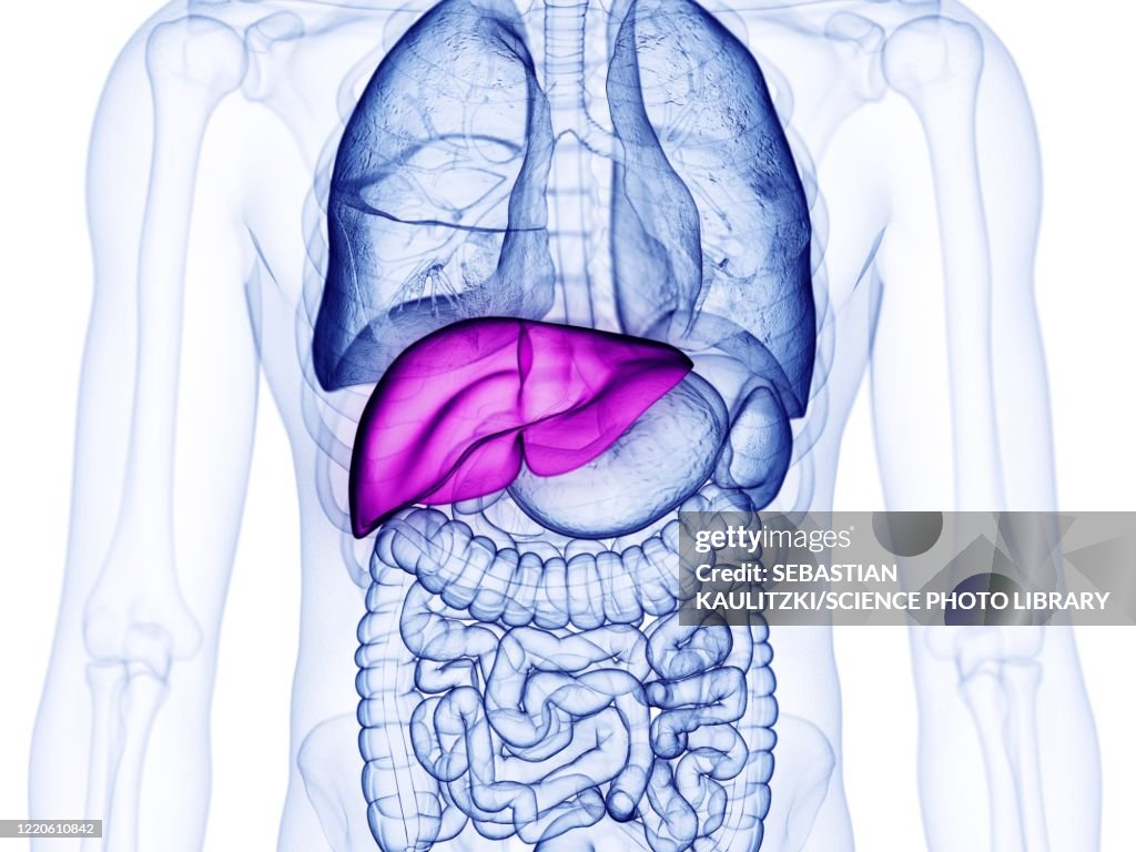 Liver, illustration