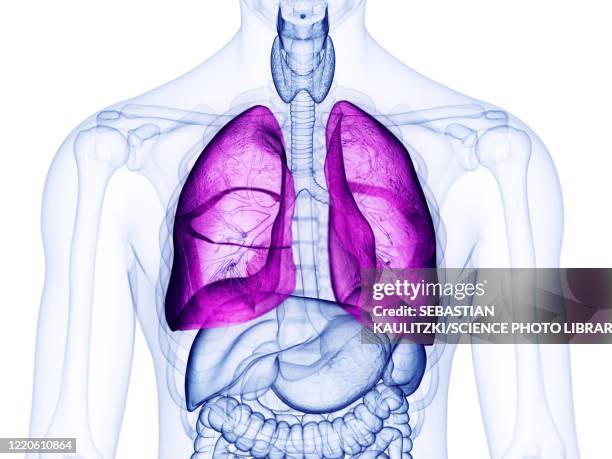 lung, illustration - human lung stock illustrations