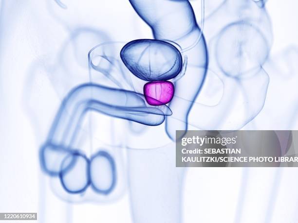 ilustraciones, imágenes clip art, dibujos animados e iconos de stock de prostate, illustration - prostate gland