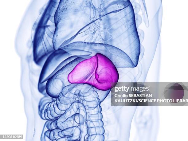 bildbanksillustrationer, clip art samt tecknat material och ikoner med spleen, illustration - mjälte