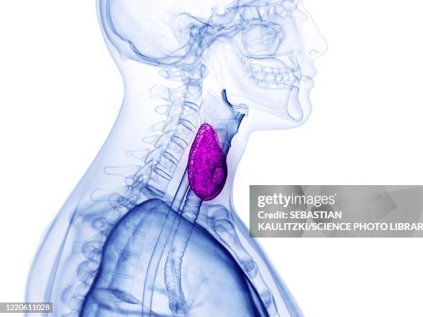 thyroid gland, illustration - thyroid gland stock-grafiken, -clipart, -cartoons und -symbole
