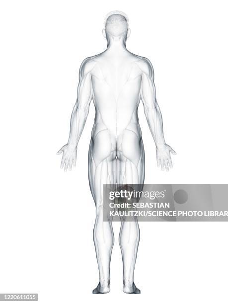 back anatomy, illustration - exercise physiology stock illustrations