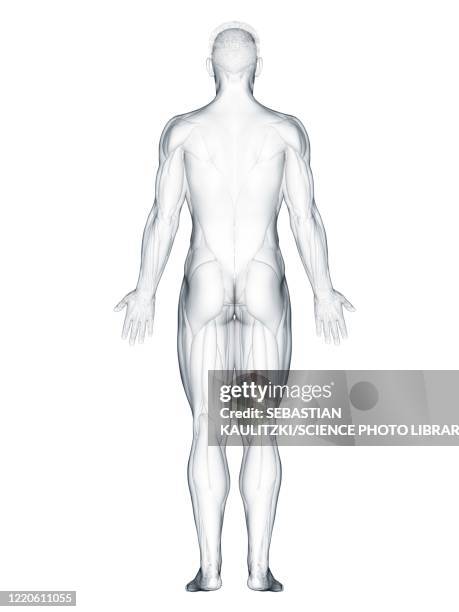 back anatomy, illustration - body stock illustrations