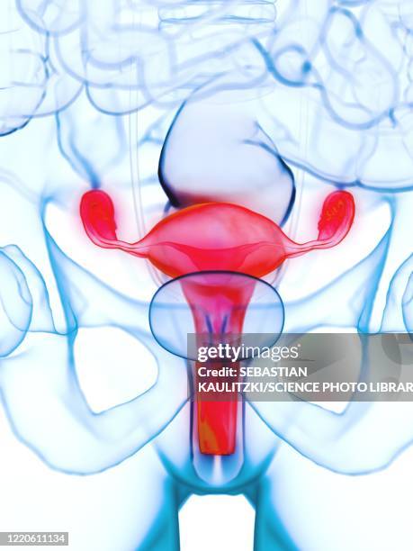 diseased uterus, illustration - negative pregnancy test stock illustrations