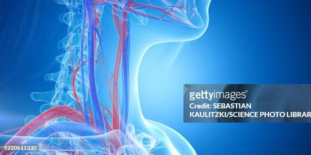 blood vessels of the neck, illustration - coronary artery点のイラスト素材／クリップアート素材／マンガ素材／アイコン素材