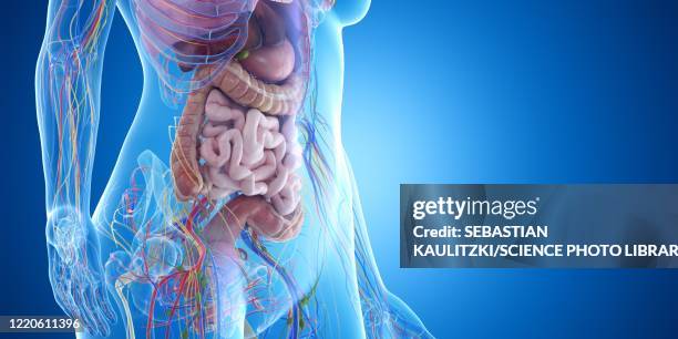 abdominal organs, illustration - anatomy body stock-grafiken, -clipart, -cartoons und -symbole