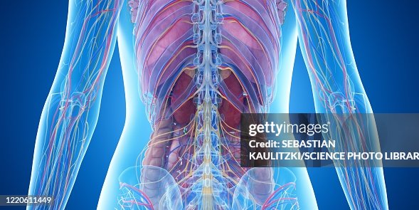 Back Anatomy Illustration High-Res Vector Graphic - Getty Images