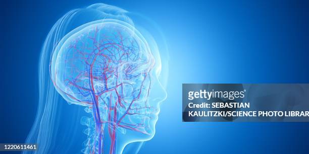 blood vessels of the head, illustration - coronary artery点のイラスト素材／クリップアート素材／マンガ素材／アイコン素材