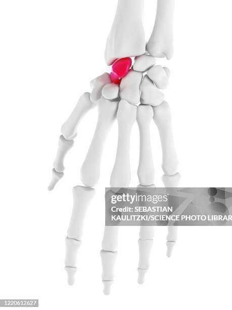 Navigular Hand 316 Navicular Bone Of Hand High Res Illustrations - Getty Images