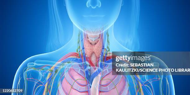 Throat Anatomy High Res Illustrations - Getty Images