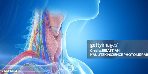 throat anatomy, illustration - kehle stock-grafiken, -clipart, -cartoons und -symbole