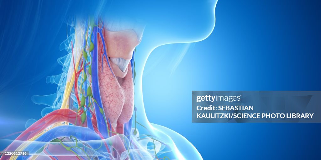 Throat Anatomy Illustration High Biology Diagrams