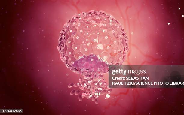 blastocyst, illustration - embryo stock illustrations