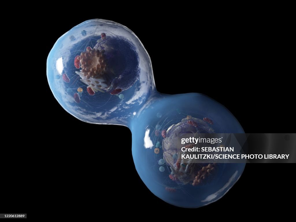Dividing human cell, illustration