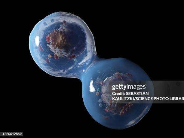 dividing human cell, illustration - cell division stock illustrations