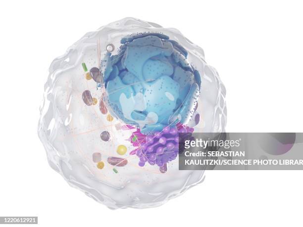 ilustraciones, imágenes clip art, dibujos animados e iconos de stock de human cell, illustration - cell structure