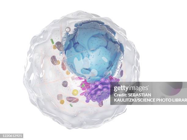 stockillustraties, clipart, cartoons en iconen met human cell, illustration - cell structure