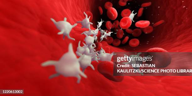 platelets , illustration - blood stream stock illustrations