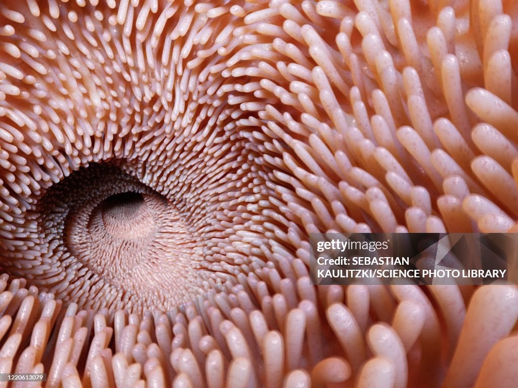 Intestinal villi, illustration