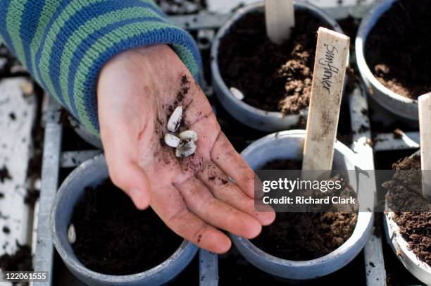 planting seeds - sunflower stock pictures, royalty-free photos & images