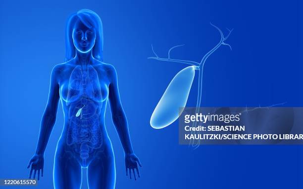 female gallbladder, illustration - gall bladder stock illustrations