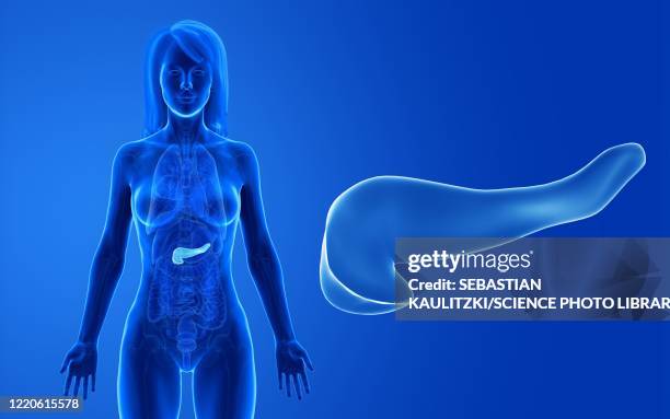 female pancreas, illustration - pancreas 3d stock illustrations