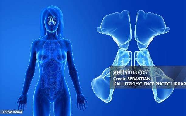 female sinuses, illustration - sinus stock-grafiken, -clipart, -cartoons und -symbole