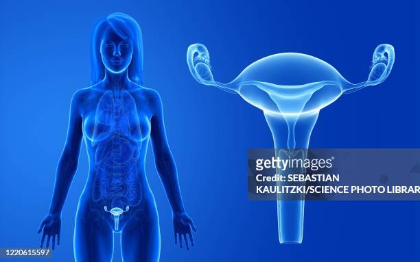 ilustrações, clipart, desenhos animados e ícones de female uterus, illustration - trompa de falópio órgão reprodutor feminino