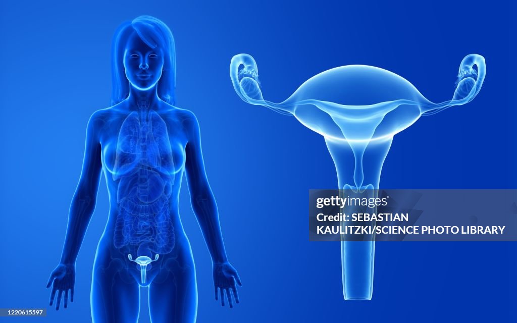 Female uterus, illustration