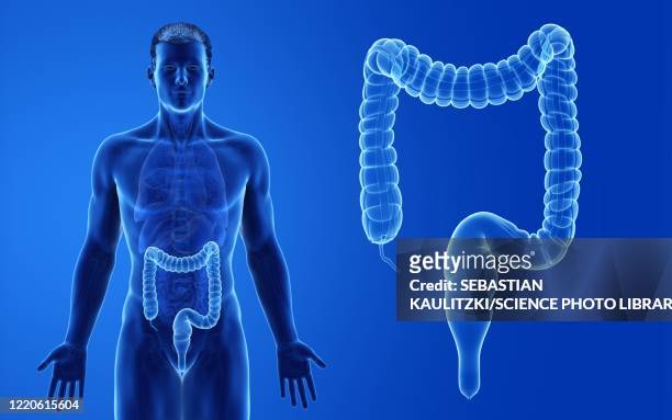 ilustrações, clipart, desenhos animados e ícones de male colon, illustration - human large intestine