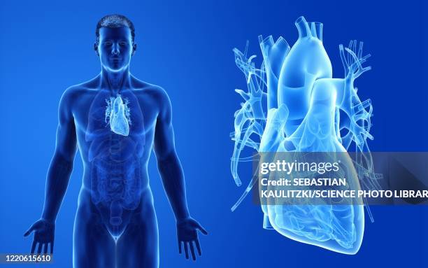 male heart, illustration - myocardium 幅插畫檔、美工圖案、卡通及圖標