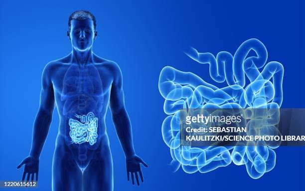 ilustrações de stock, clip art, desenhos animados e ícones de male small intestine, illustration - digestive system