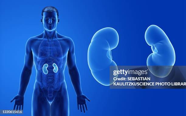 male kidneys, illustration - human kidney illustrations stock illustrations